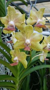 Vandachostylis SunCoast Kisses