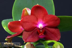 Phalaenopsis Mituo Sun Queen