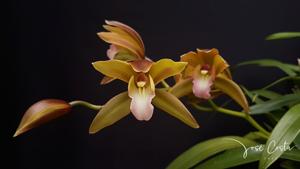 Cymbidium Tiger Tail