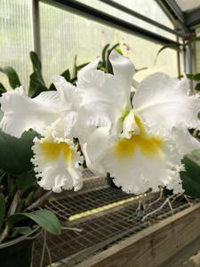 Cattleya The Friendly Third