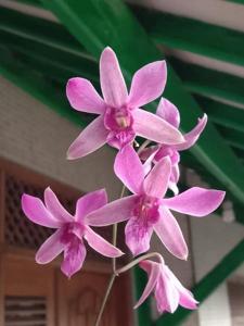 Dendrobium Mini Lumajang