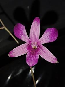 Dendrobium Mini Lumajang