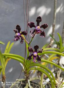 Vanda Kultana Indian Incense