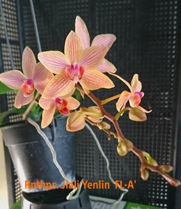 Renanthopsis Jiali Yenlin