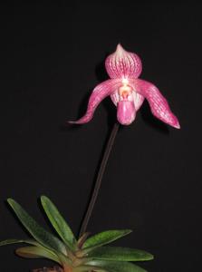 Paphiopedilum Hung Sheng Spring