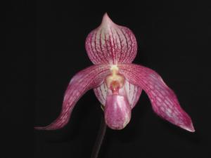 Paphiopedilum Hung Sheng Spring