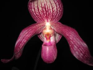 Paphiopedilum Hung Sheng Spring