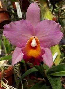 <i>Laeliocattleya</i> City Life