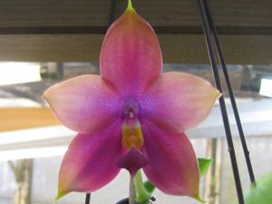 Phalaenopsis Big Tree Jazz