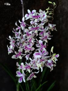 Dendrobium Bali Magic Star