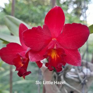 Cattlianthe Little Hazel