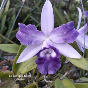 Cattleya Cariad's Mini-Quinee