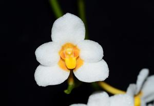 Sarcochilus Madge