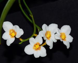 Sarcochilus Madge