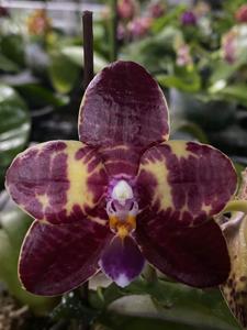 Phalaenopsis Zheng Min Yautja