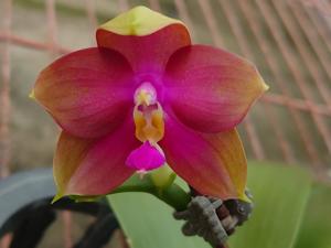 <i>Phalaenopsis</i> Zheng Min Quail