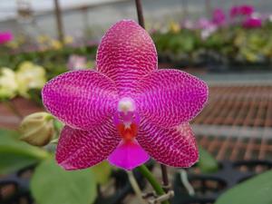 Phalaenopsis Zheng Min Strawberry