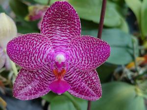 Phalaenopsis Zheng Min Strawberry