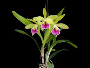 Procatavola Jairak Green Star