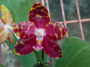 Phalaenopsis Zheng Min Unakite