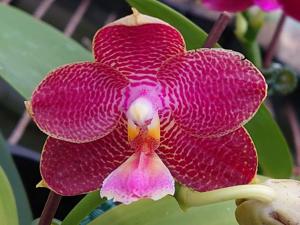 Phalaenopsis Zheng Min Patriot