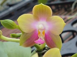 Phalaenopsis Lyndon Sweet Canary