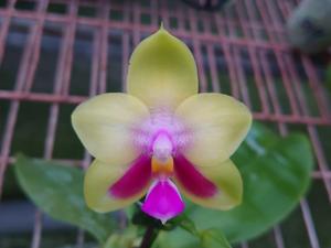 Phalaenopsis Zheng Min Cantor