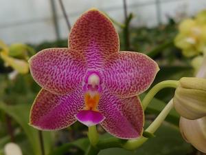 Phalaenopsis Zheng Min Voldemort