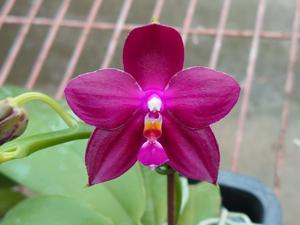 Phalaenopsis Zheng Min Atayal