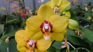 Phalaenopsis Lioulin Amber