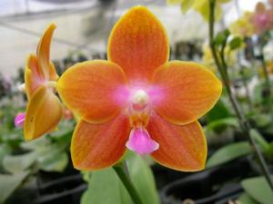 Phalaenopsis Lyndon Canary Cupid