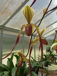 Paphiopedilum Jerry Spence