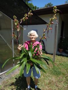 Paphiopedilum Jerry Spence