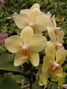 Phalaenopsis Golden Sands