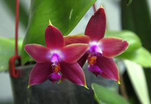 Phalaenopsis La Belle Amelie