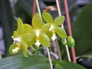 Phalaenopsis Tsay's Evergreen