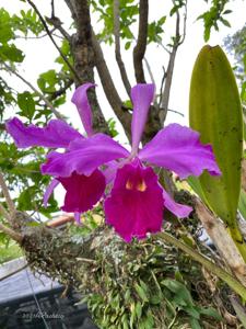 Cattleya Callistoglossa