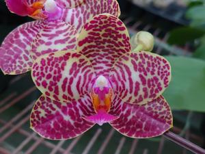 Phalaenopsis Zheng Min Imp