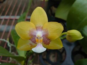 Phalaenopsis Pylo's Pax