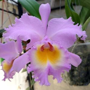 Rhyncholaeliocattleya Marcella Koss