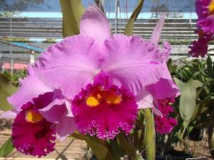 Rhyncholaeliocattleya Hope Island Wallacia