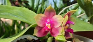 Phalaenopsis Mituo King Bellina