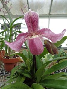 Paphiopedilum Aladin