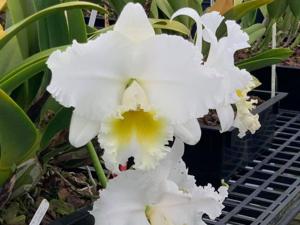 Rhyncholaeliocattleya Wendy Tanaka