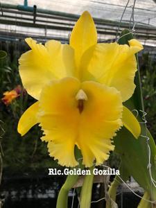 Rhyncholaeliocattleya Golden Godzilla