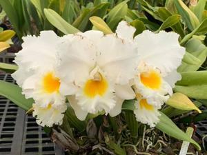 Cattleya Spring Climax