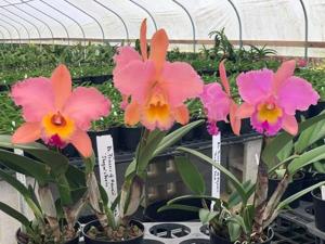 Rhyncholaeliocattleya Princess of Hawaii
