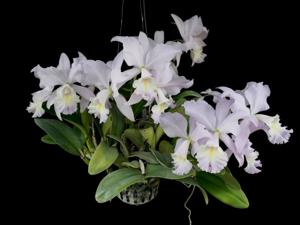 Cattleya Sea Breeze