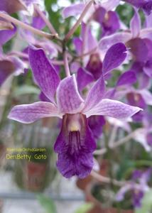 Dendrobium Betty Goto