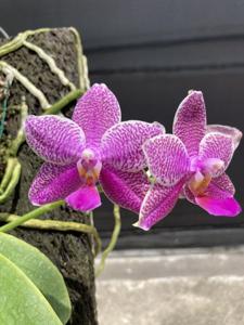 Phalaenopsis Cebu